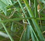 Grasshopper