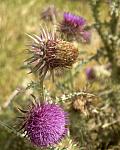 Thistles