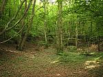 IMG_3175.JPG