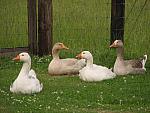 IMG_3261.JPG