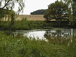 Pond Life