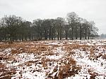 Richmond Park
