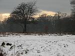 Richmond Park