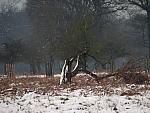 Richmond Park