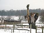 Richmond Park