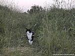 Random Cat