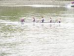 Borne Regatta 015.jpg