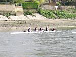 Chiswick Regatta 007.jpg