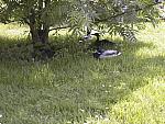 Ducks  . . . .