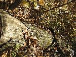 Appalachian Trail